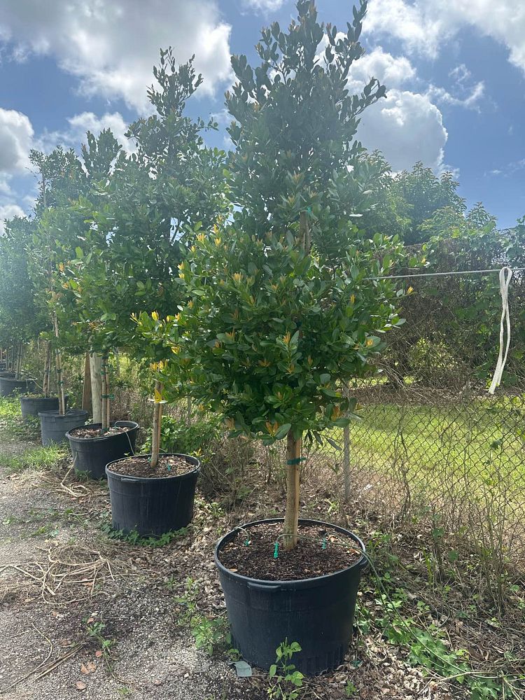 calophyllum-antillanum-alexandrian-laurel-antilles-calophyllum-calaba-tree-galba-mast-wood-santa-maria-beauty-leaf