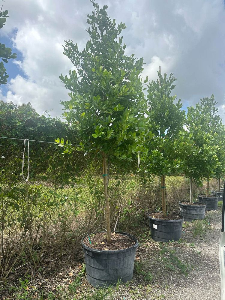 calophyllum-antillanum-alexandrian-laurel-antilles-calophyllum-calaba-tree-galba-mast-wood-santa-maria-beauty-leaf