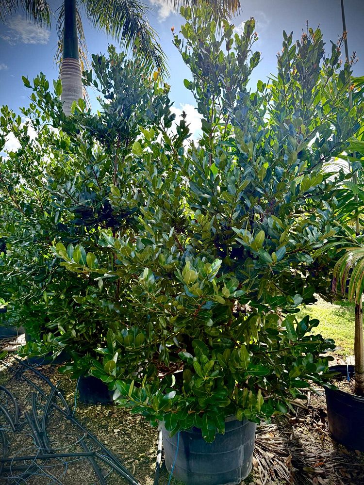 calophyllum-brasiliense-antillanum