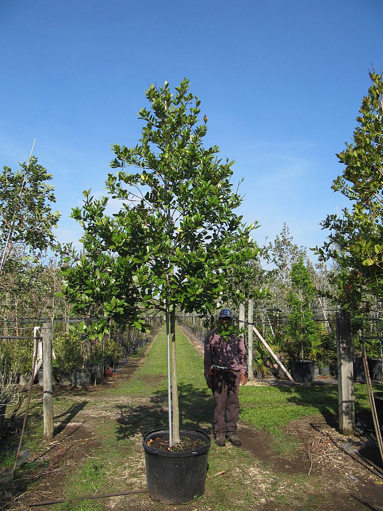 calophyllum-brasiliense-calophyllum-antillanum-brazilian-beautyleaf