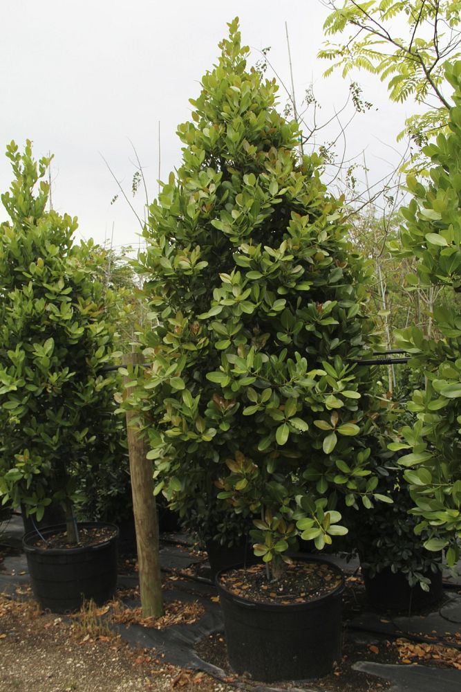 calophyllum-brasiliense-calophyllum-antillanum-brazilian-beautyleaf