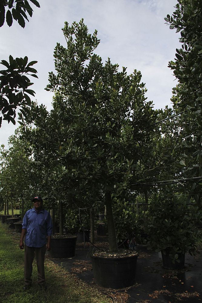 calophyllum-brasiliense-calophyllum-antillanum-brazilian-beautyleaf