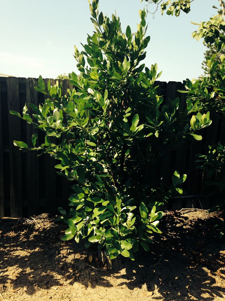 calophyllum-brasiliense-calophyllum-antillanum-brazilian-beautyleaf