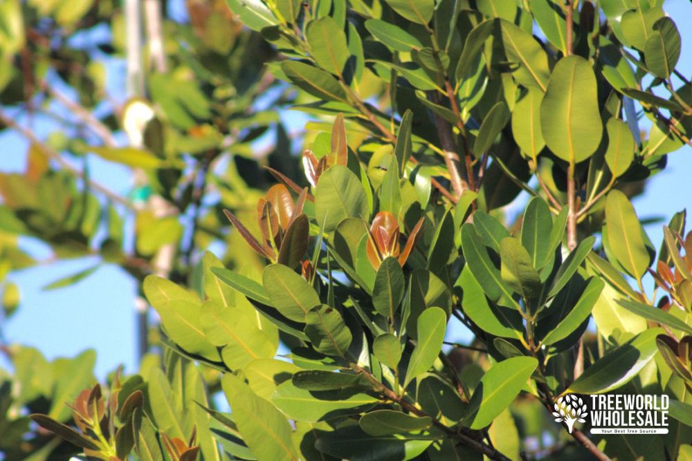 calophyllum-brasiliense-calophyllum-antillanum-brazilian-beautyleaf