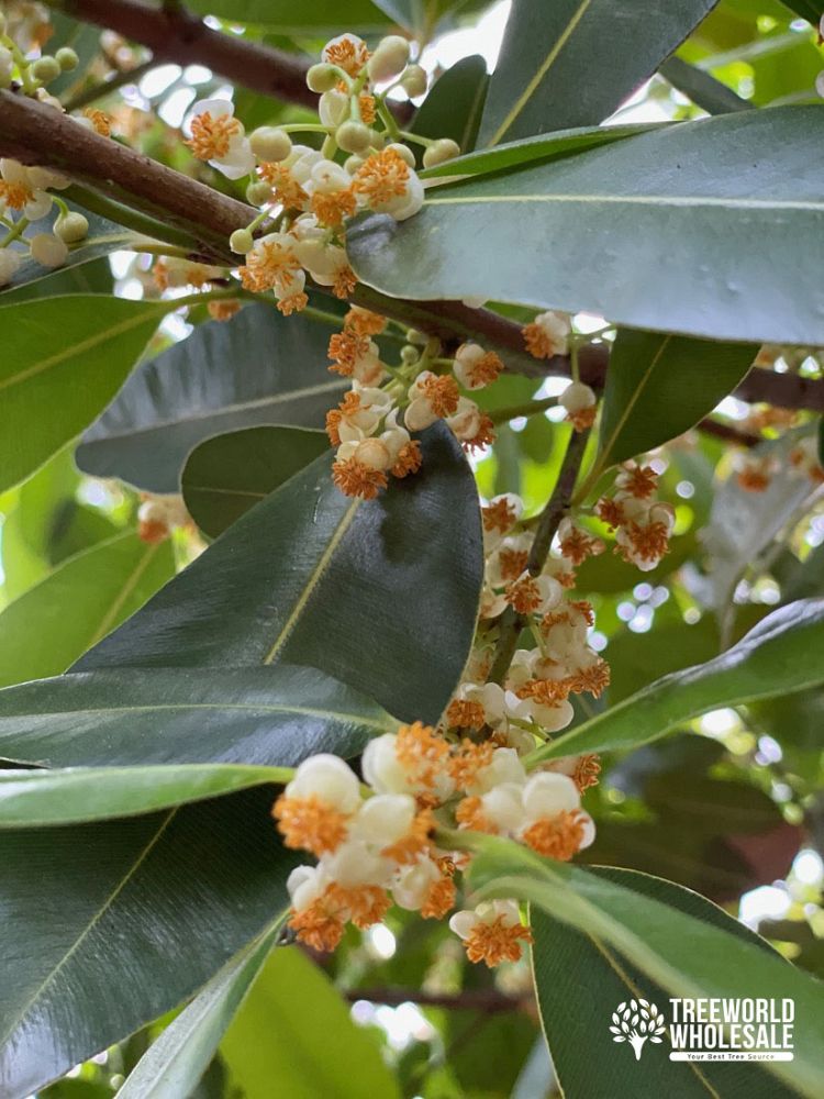 calophyllum-brasiliense-calophyllum-antillanum-brazilian-beautyleaf