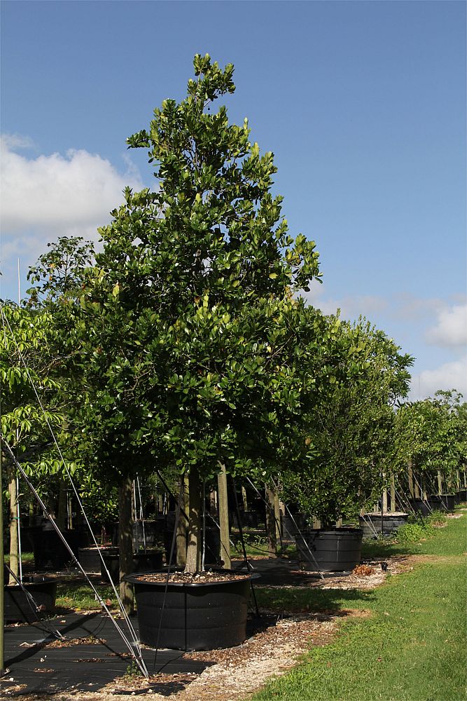 calophyllum-brasiliense-calophyllum-antillanum-brazilian-beautyleaf