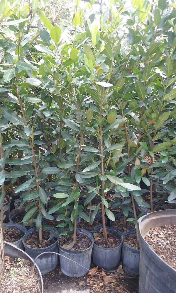 calophyllum-brasiliense-calophyllum-antillanum-brazilian-beautyleaf