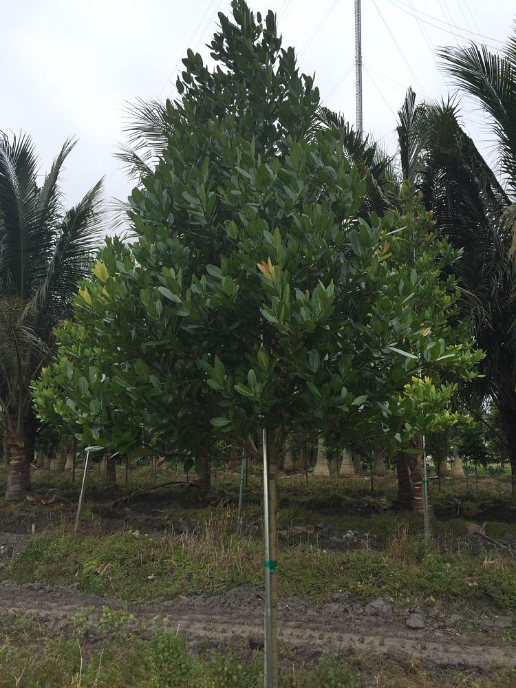 calophyllum-brasiliense-calophyllum-antillanum-brazilian-beautyleaf