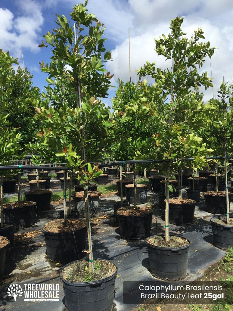 calophyllum-brasiliense-calophyllum-antillanum-brazilian-beautyleaf