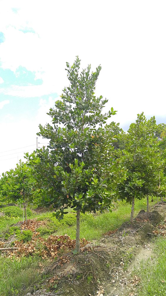 calophyllum-brasiliense-calophyllum-antillanum-brazilian-beautyleaf