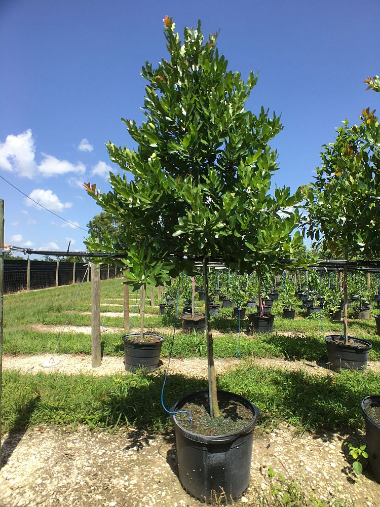 calophyllum-brasiliense-calophyllum-antillanum-brazilian-beautyleaf
