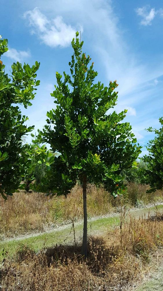 calophyllum-brasiliense-calophyllum-antillanum-brazilian-beautyleaf