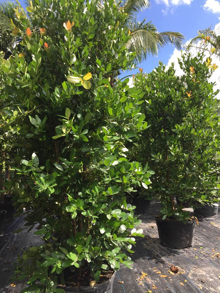 calophyllum-brasiliense-calophyllum-antillanum-brazilian-beautyleaf