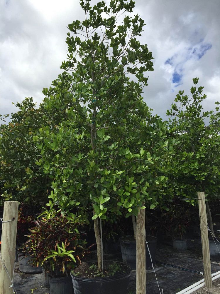 calophyllum-brasiliense-calophyllum-antillanum-brazilian-beautyleaf