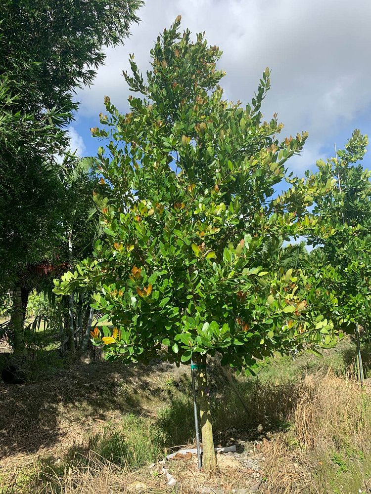 calophyllum-brasiliense-calophyllum-antillanum-brazilian-beautyleaf