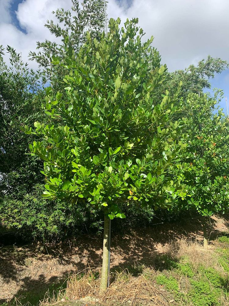 calophyllum-brasiliense-calophyllum-antillanum-brazilian-beautyleaf