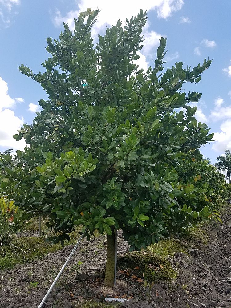 calophyllum-brasiliense-calophyllum-antillanum-brazilian-beautyleaf