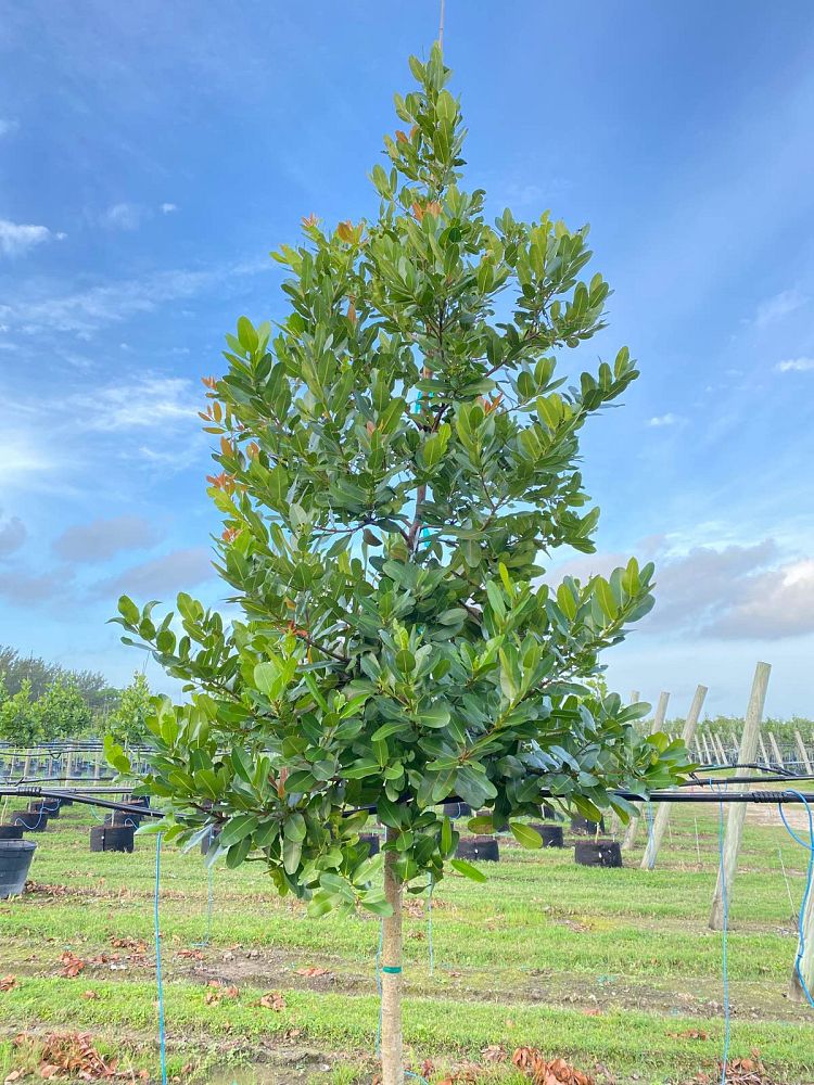 calophyllum-brasiliense-calophyllum-antillanum-brazilian-beautyleaf