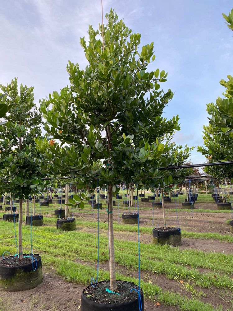 calophyllum-brasiliense-calophyllum-antillanum-brazilian-beautyleaf
