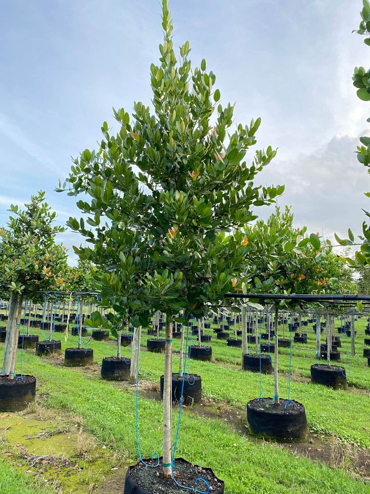 calophyllum-brasiliense-calophyllum-antillanum-brazilian-beautyleaf