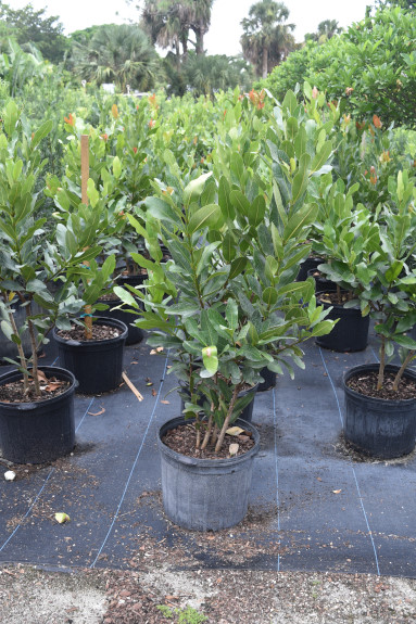 calophyllum-brasiliense-calophyllum-antillanum-brazilian-beautyleaf
