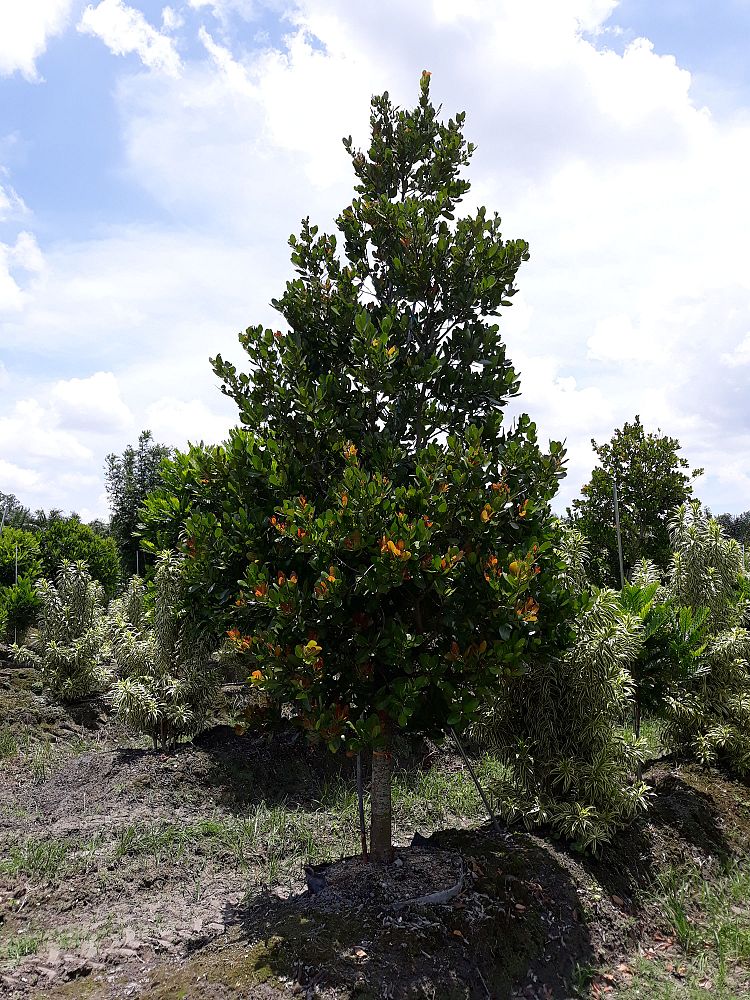 calophyllum-brasiliense-calophyllum-antillanum-brazilian-beautyleaf