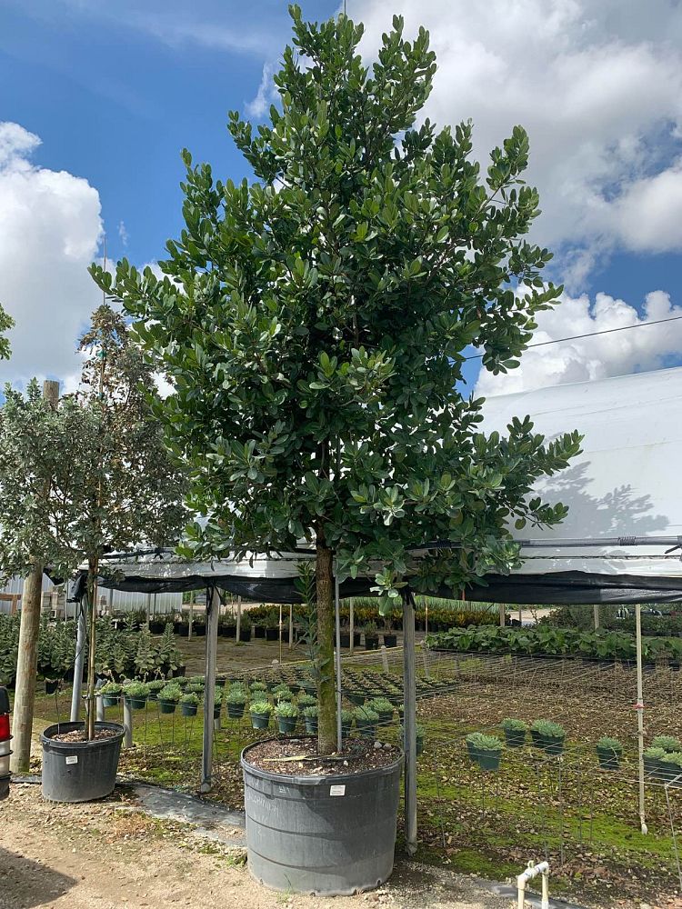calophyllum-brasiliense-calophyllum-antillanum-brazilian-beautyleaf