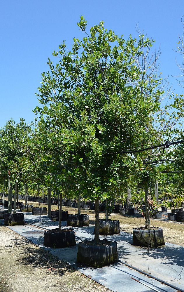 calophyllum-brasiliense-calophyllum-antillanum-brazilian-beautyleaf