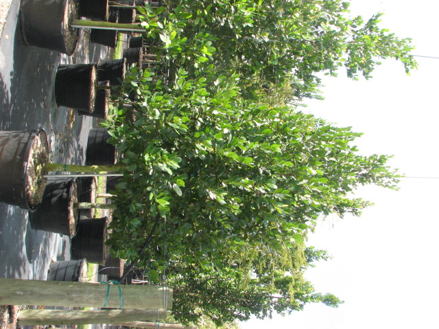 calophyllum-brasiliense-calophyllum-antillanum-brazilian-beautyleaf