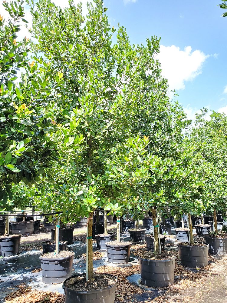 calophyllum-brasiliense-calophyllum-antillanum-brazilian-beautyleaf