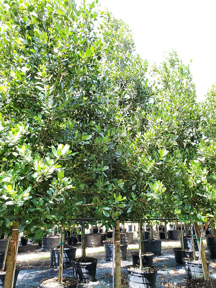 calophyllum-brasiliense-calophyllum-antillanum-brazilian-beautyleaf