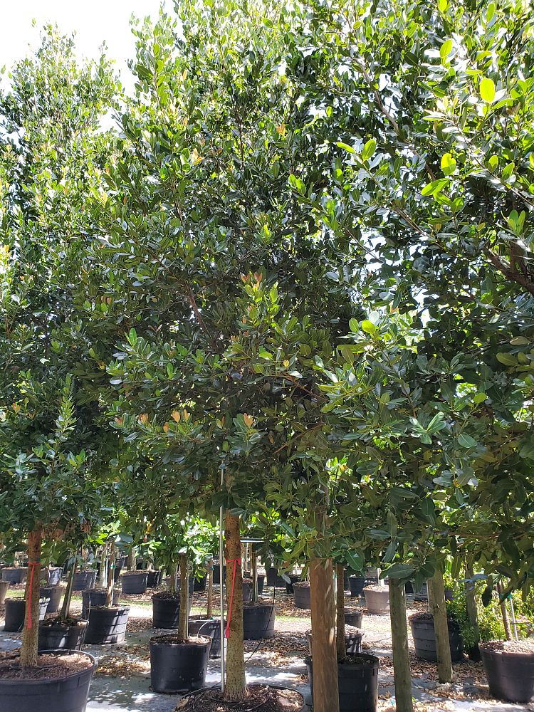 calophyllum-brasiliense-calophyllum-antillanum-brazilian-beautyleaf