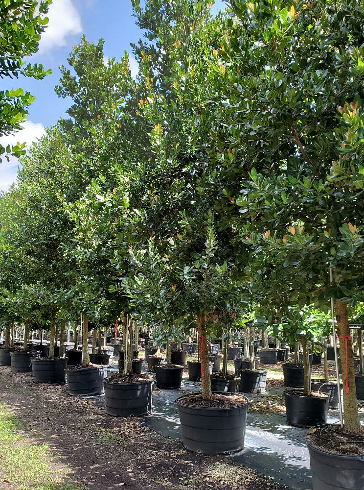 calophyllum-brasiliense-calophyllum-antillanum-brazilian-beautyleaf