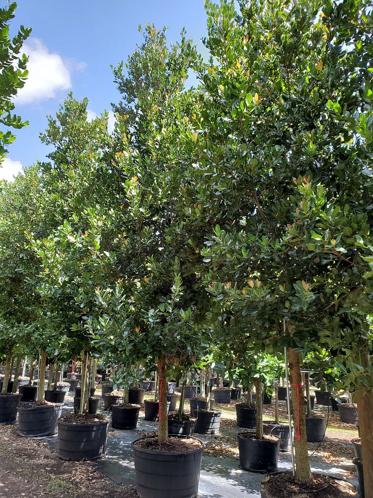 calophyllum-brasiliense-calophyllum-antillanum-brazilian-beautyleaf