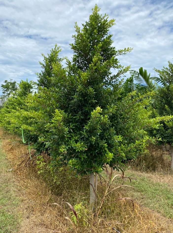 calophyllum-brasiliense-calophyllum-antillanum-brazilian-beautyleaf