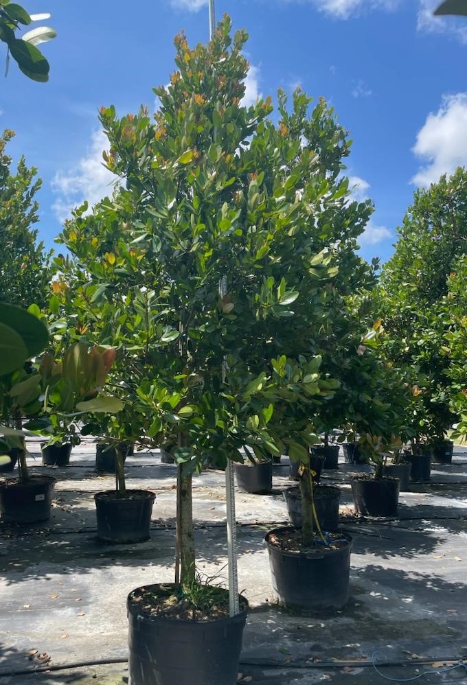 calophyllum-brasiliense-calophyllum-antillanum-brazilian-beautyleaf