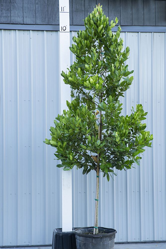 calophyllum-brasiliense-calophyllum-antillanum-brazilian-beautyleaf