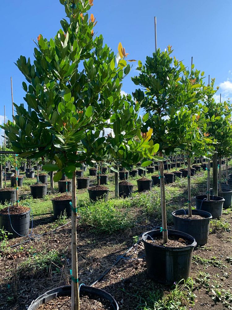 calophyllum-brasiliense-calophyllum-antillanum-brazilian-beautyleaf