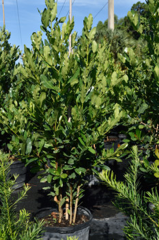 calophyllum-brasiliense-calophyllum-antillanum-brazilian-beautyleaf