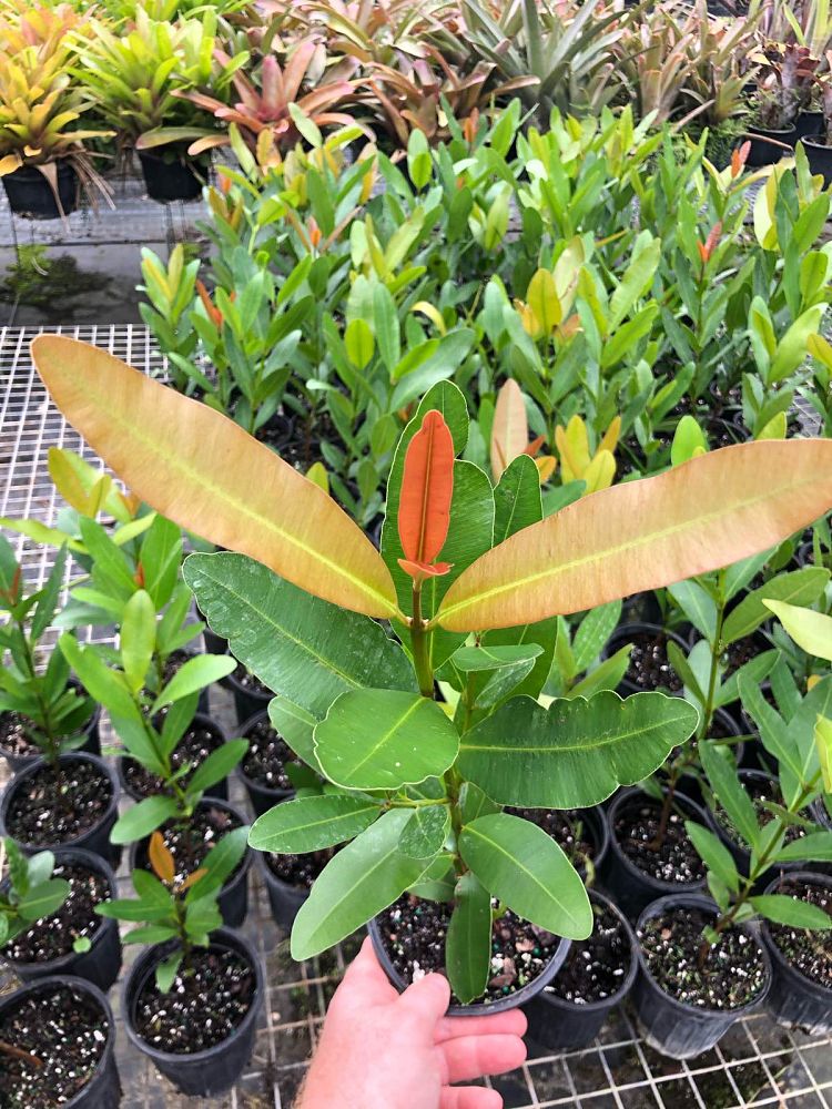 calophyllum-brasiliense-calophyllum-antillanum-brazilian-beautyleaf