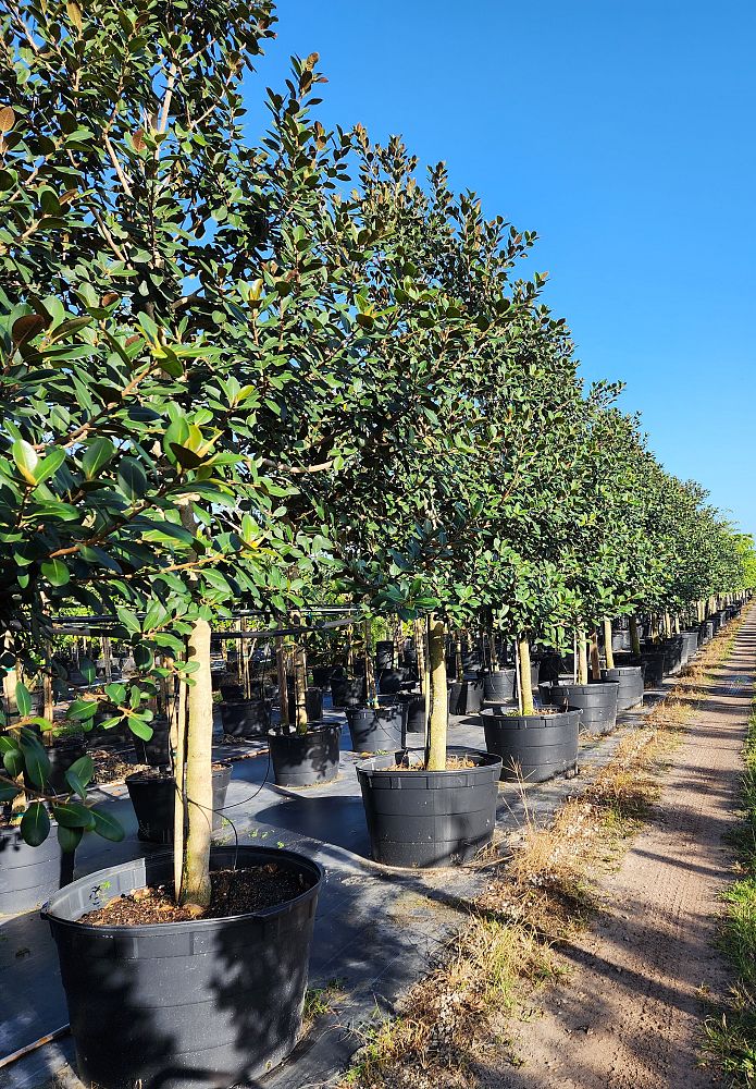 calophyllum-brasiliense-calophyllum-antillanum-brazilian-beautyleaf