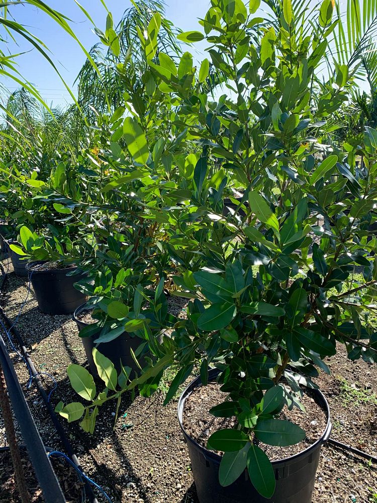 calophyllum-brasiliense-calophyllum-antillanum-brazilian-beautyleaf