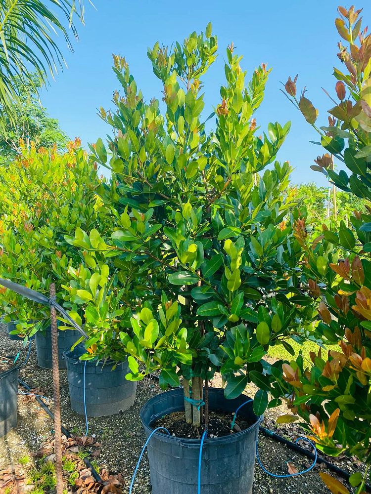 calophyllum-brasiliense-calophyllum-antillanum-brazilian-beautyleaf