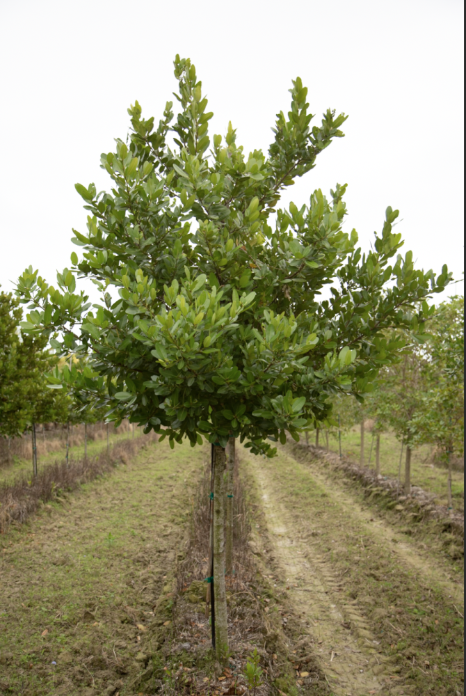 calophyllum-brasiliense-calophyllum-antillanum-brazilian-beautyleaf