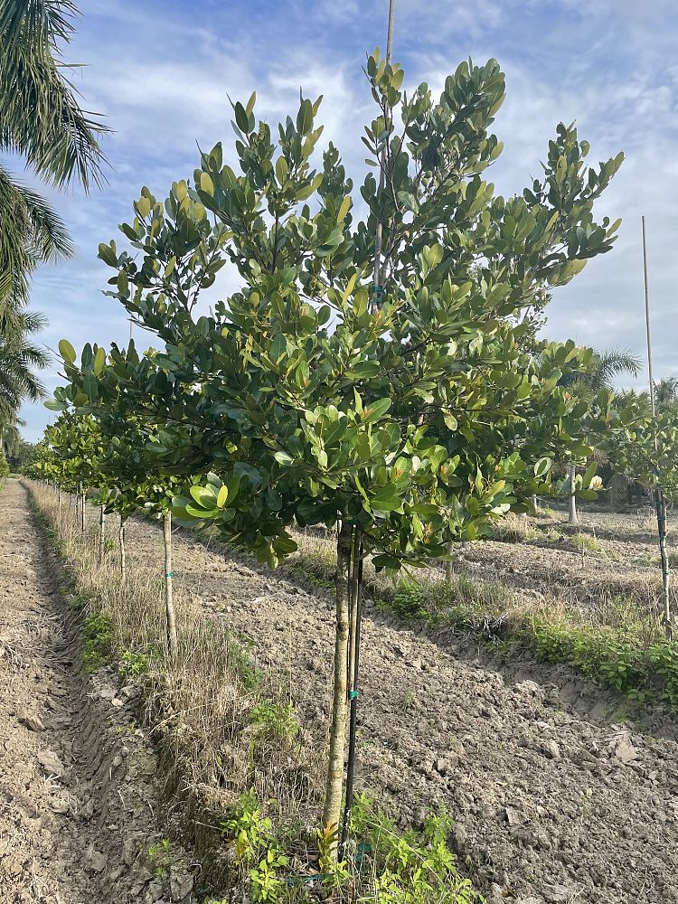 calophyllum-brasiliense-calophyllum-antillanum-brazilian-beautyleaf