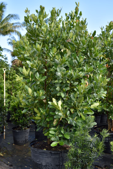 calophyllum-brasiliense-calophyllum-antillanum-brazilian-beautyleaf