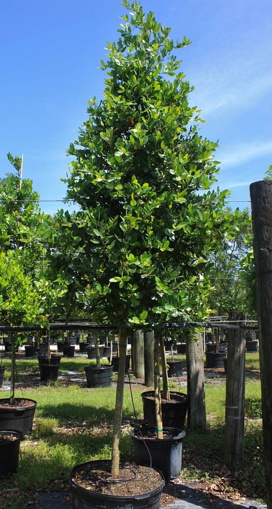 calophyllum-brasiliense-calophyllum-antillanum-brazilian-beautyleaf
