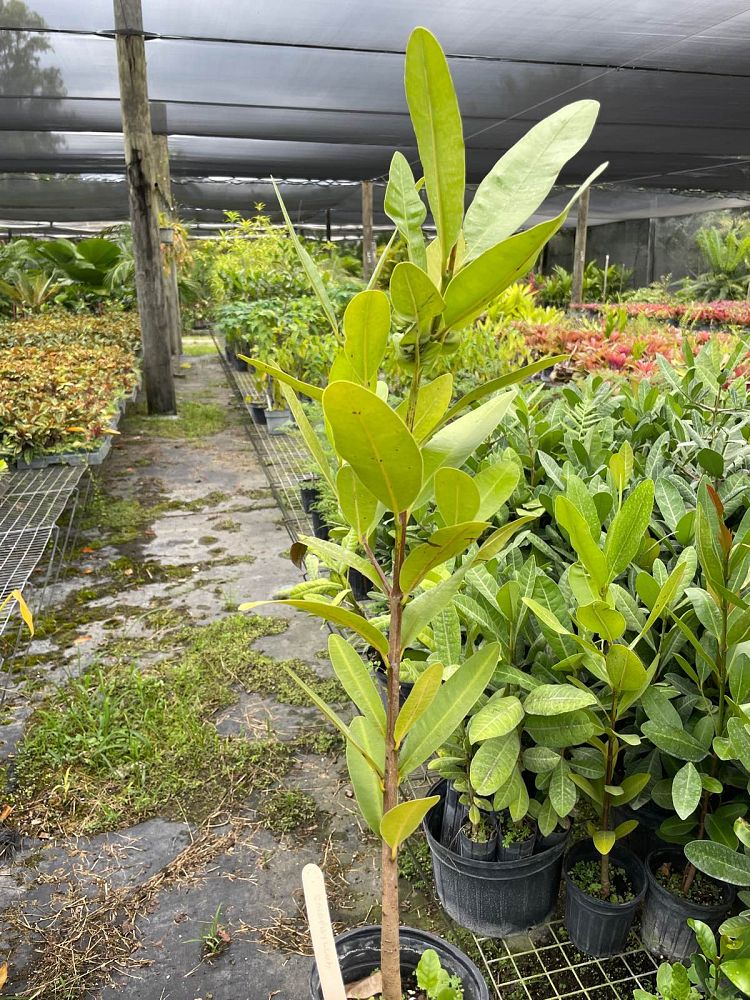 calophyllum-brasiliense-calophyllum-antillanum-brazilian-beautyleaf