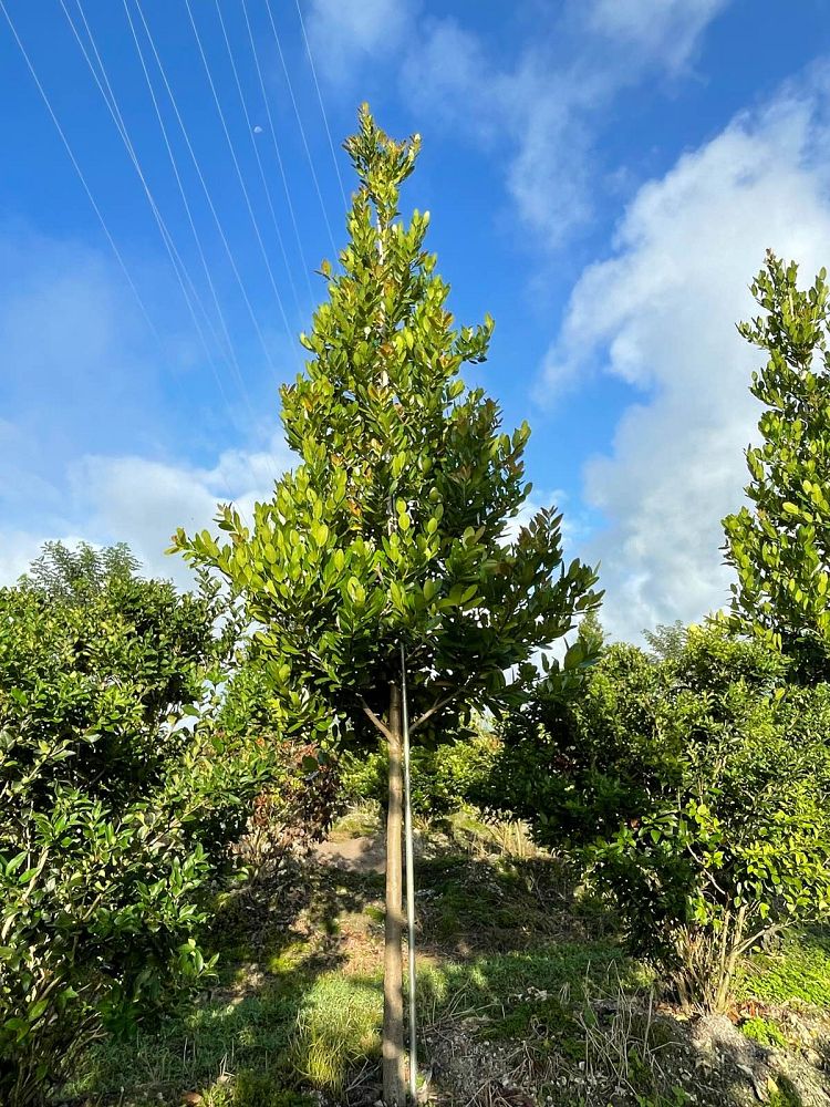 calophyllum-brasiliense-calophyllum-antillanum-brazilian-beautyleaf