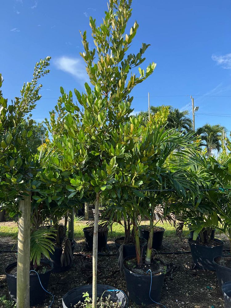 calophyllum-brasiliense-calophyllum-antillanum-brazilian-beautyleaf